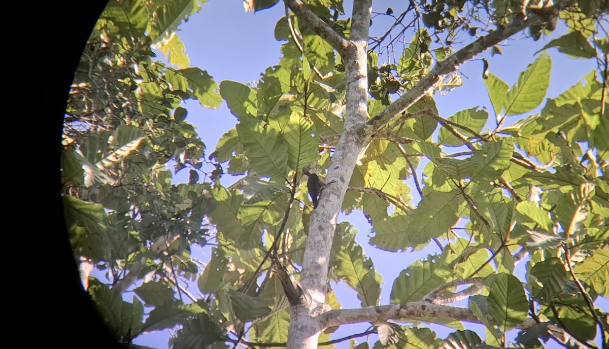 Great Slaty Woodpecker - ML646504807