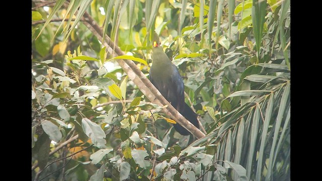 Yellow-billed Turaco - ML646504809