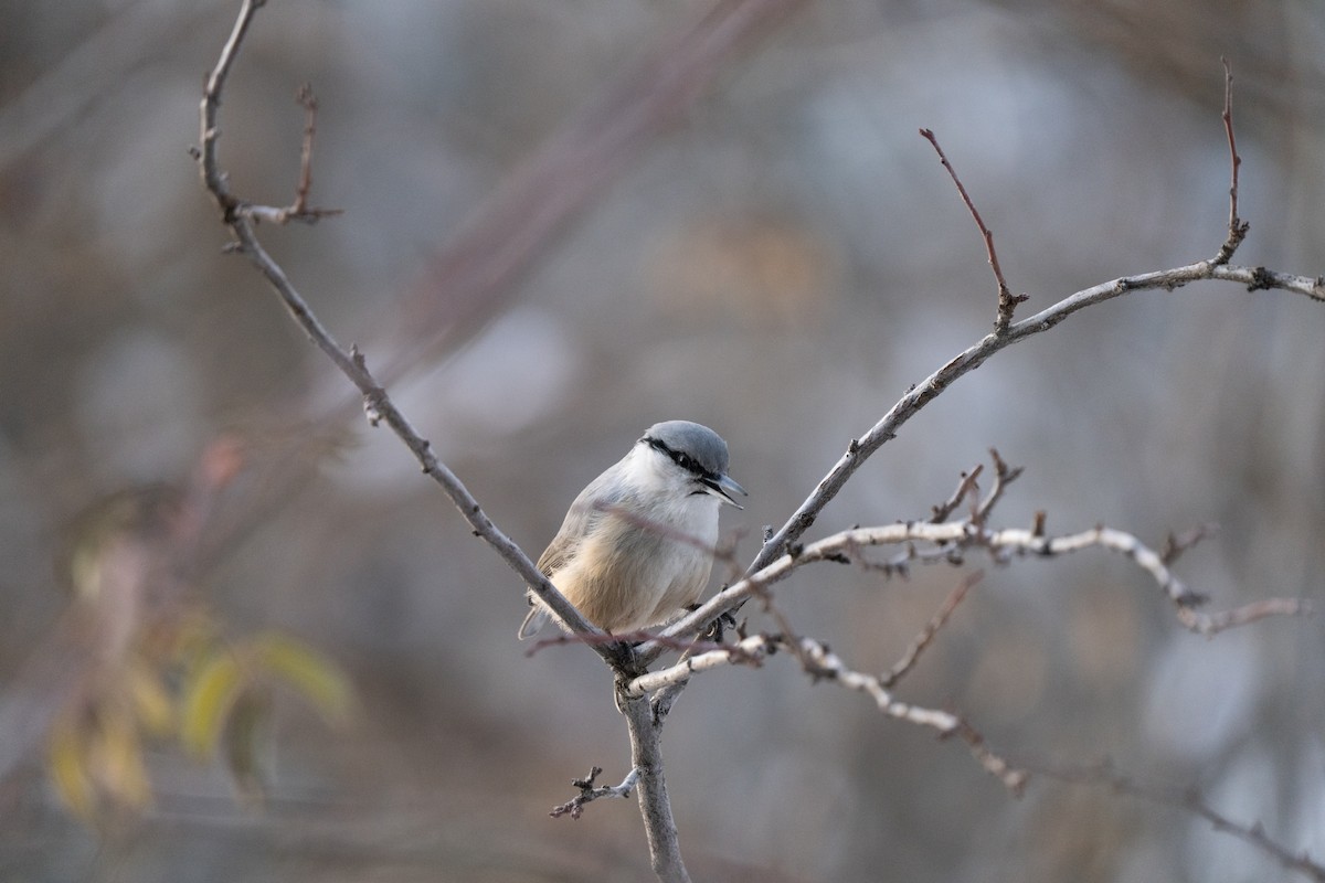 Western Rock Nuthatch - ML646504811