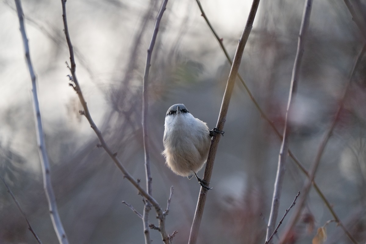 Western Rock Nuthatch - ML646504812