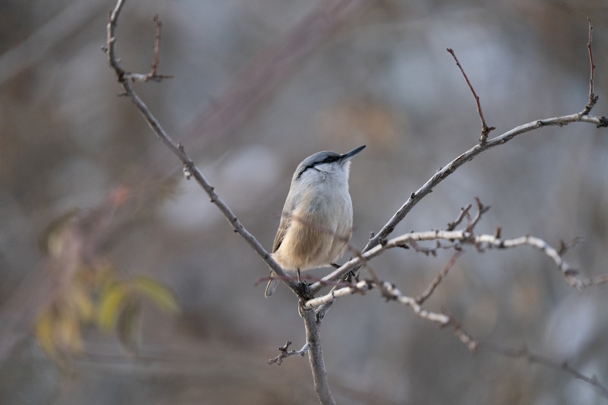 Western Rock Nuthatch - ML646504813