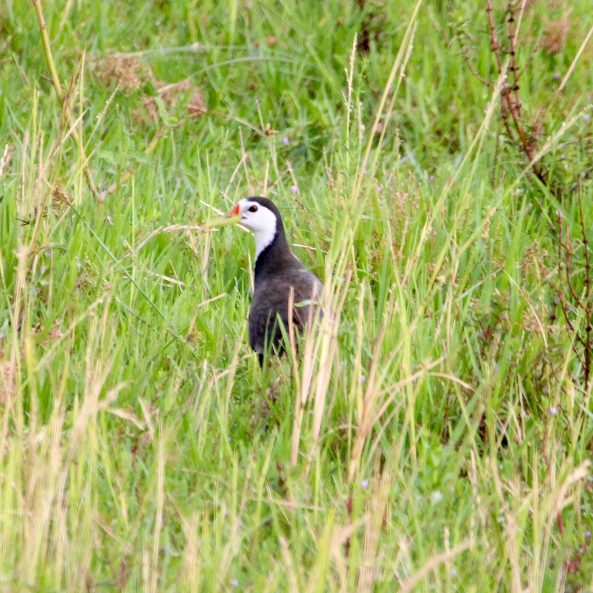 White-breasted Waterhen - ML646504814