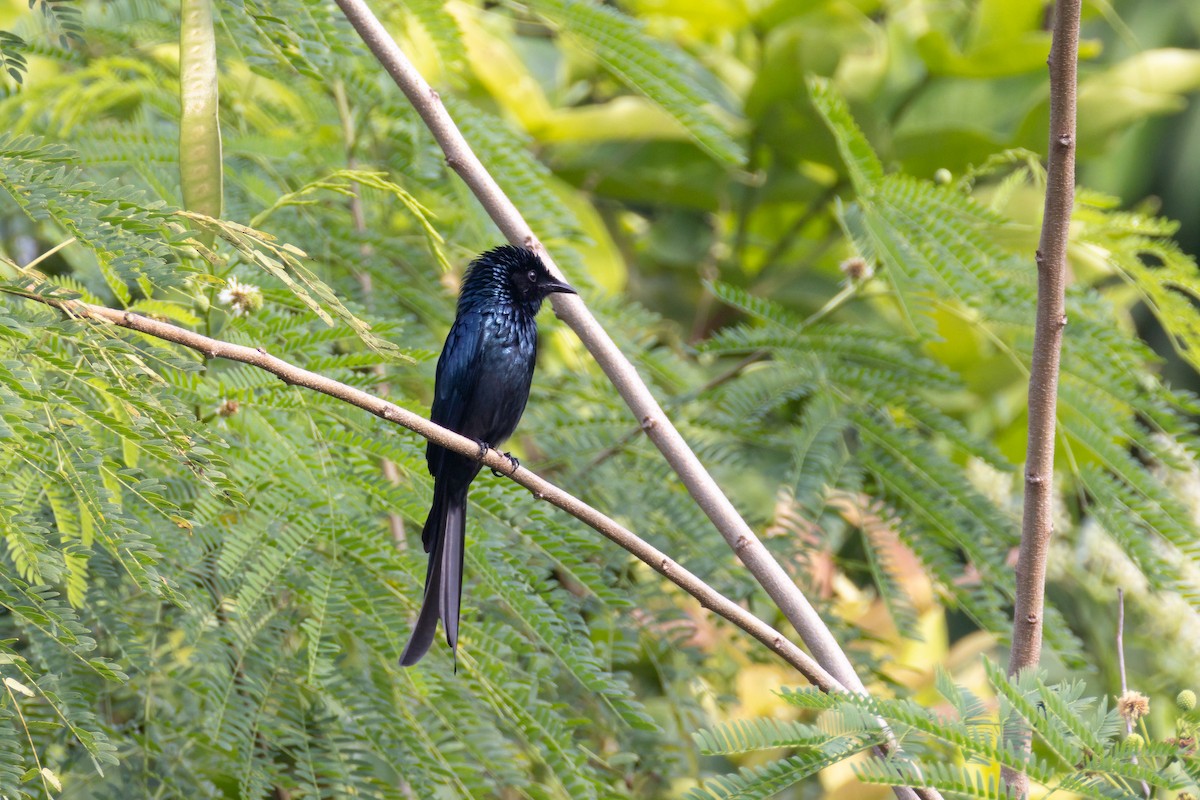 drongo indomalajský - ML646504815