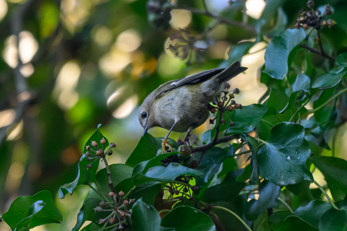 Reyezuelo Sencillo - ML646504816