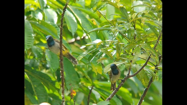 Reichenbach's Sunbird - ML646504817