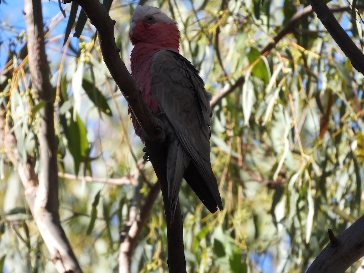 Galah - ML646504819