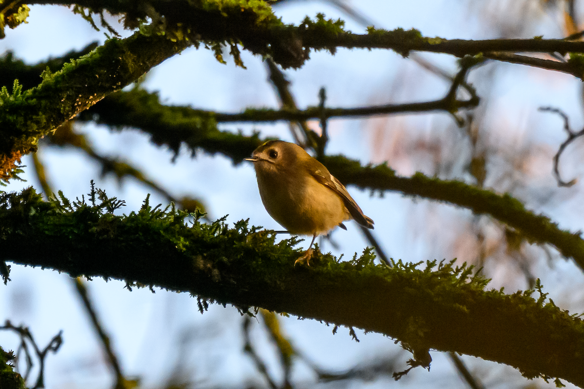 Reyezuelo Sencillo - ML646504823