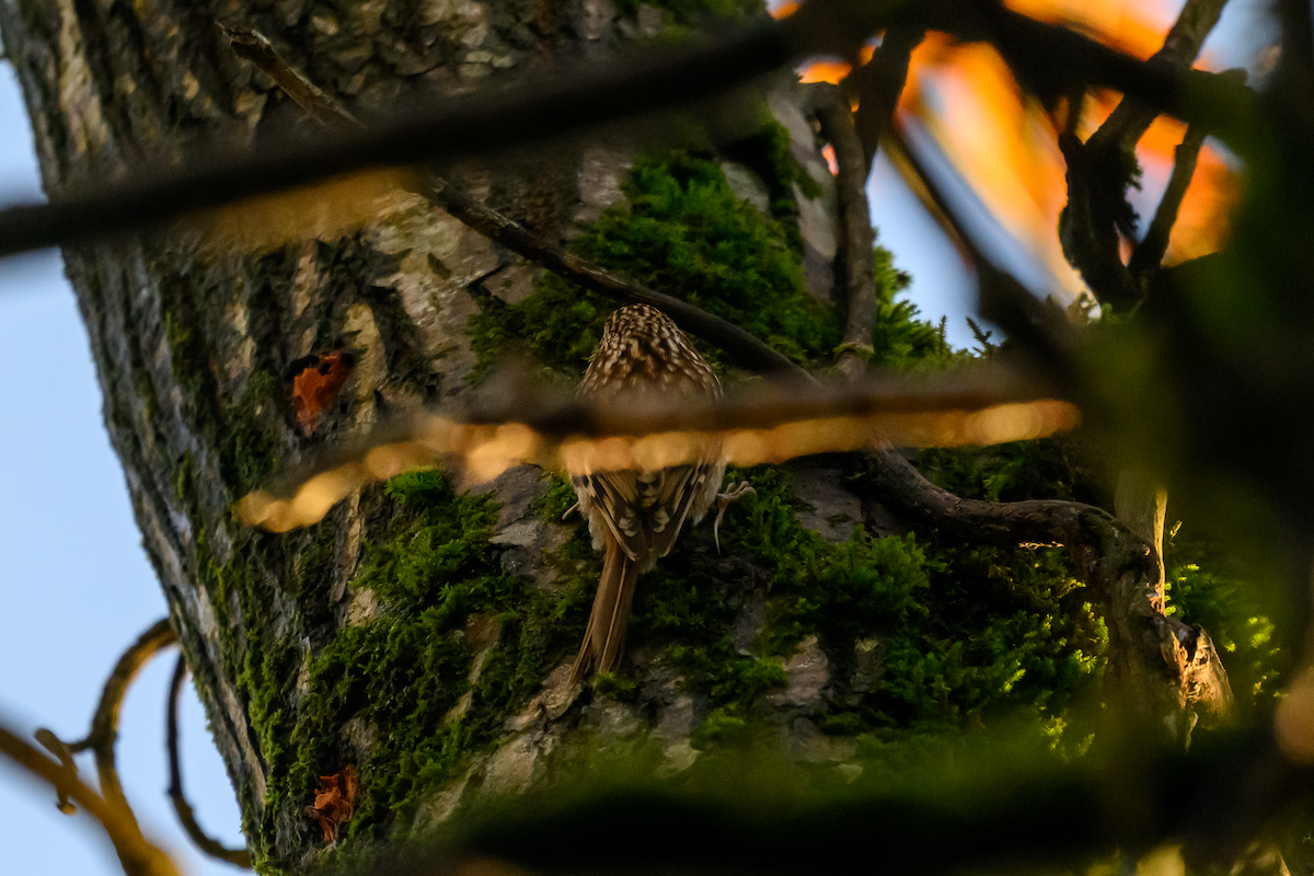 Agateador Euroasiático - ML646504824