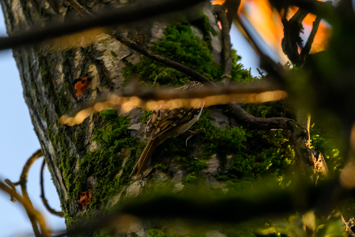 Agateador Euroasiático - ML646504825