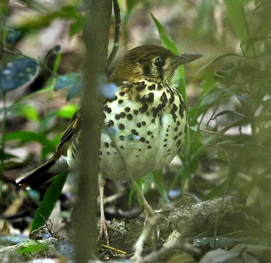 drozd kropenatý [skupina guttata] - ML646504827