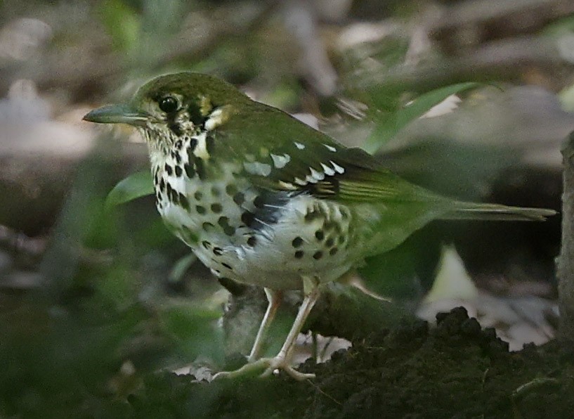 drozd kropenatý [skupina guttata] - ML646504828