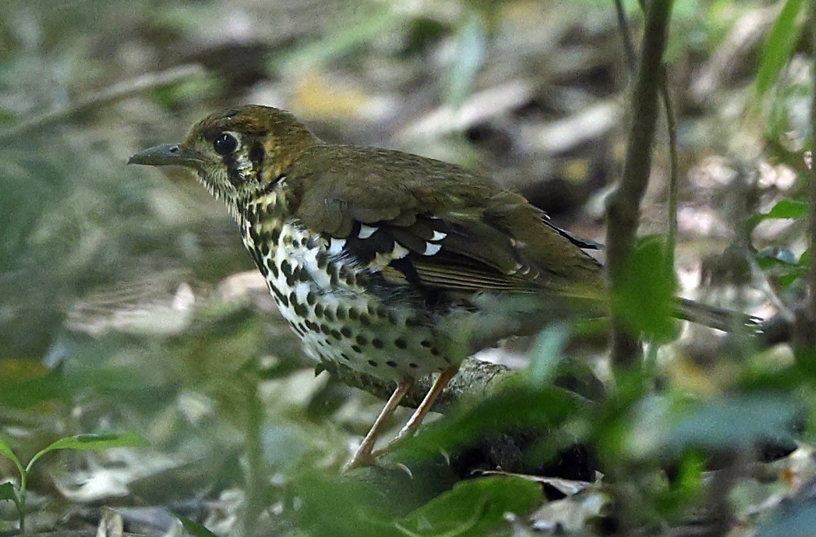 drozd kropenatý [skupina guttata] - ML646504829