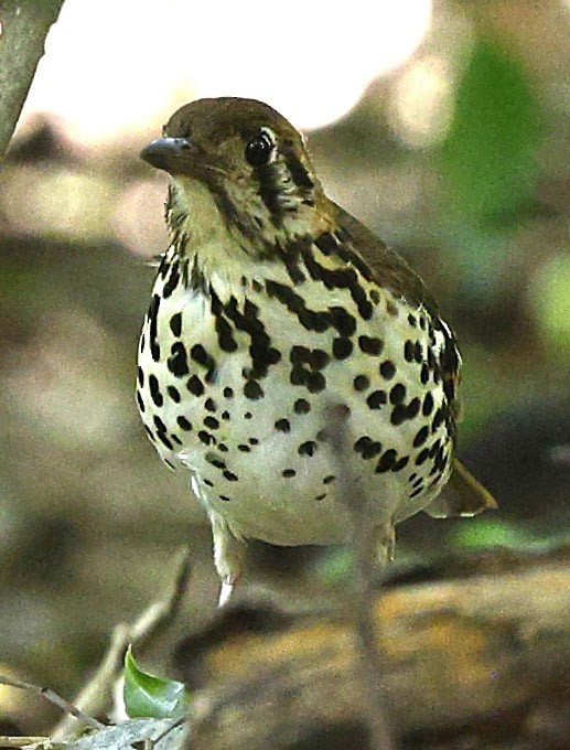 drozd kropenatý [skupina guttata] - ML646504830