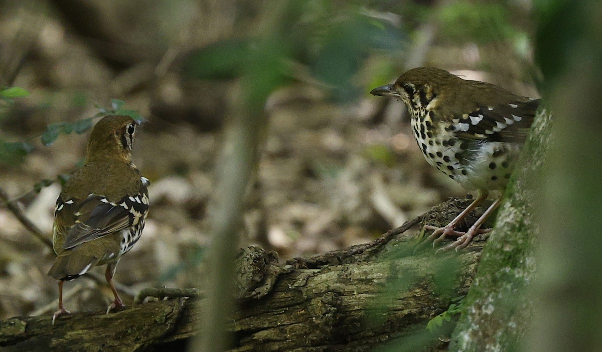drozd kropenatý [skupina guttata] - ML646504831