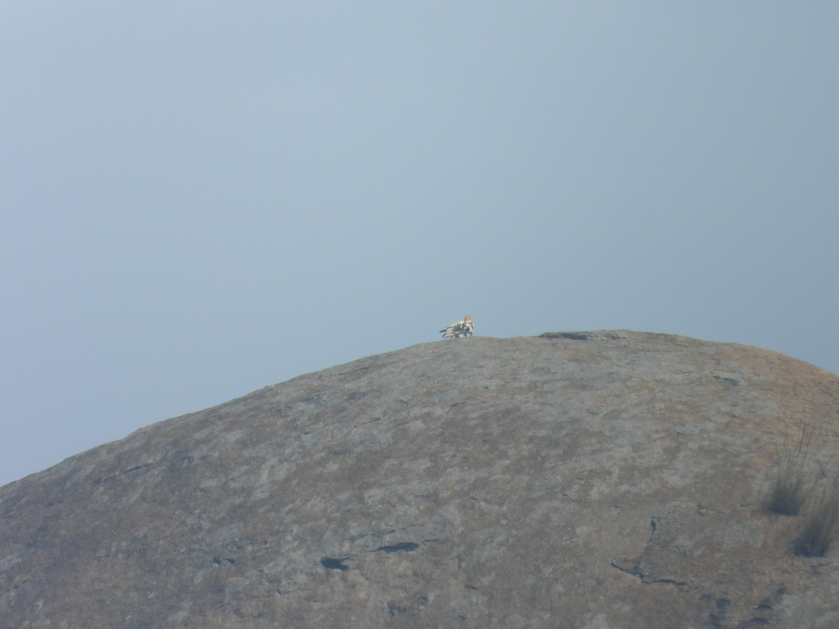 Sai zuria - ML646504832