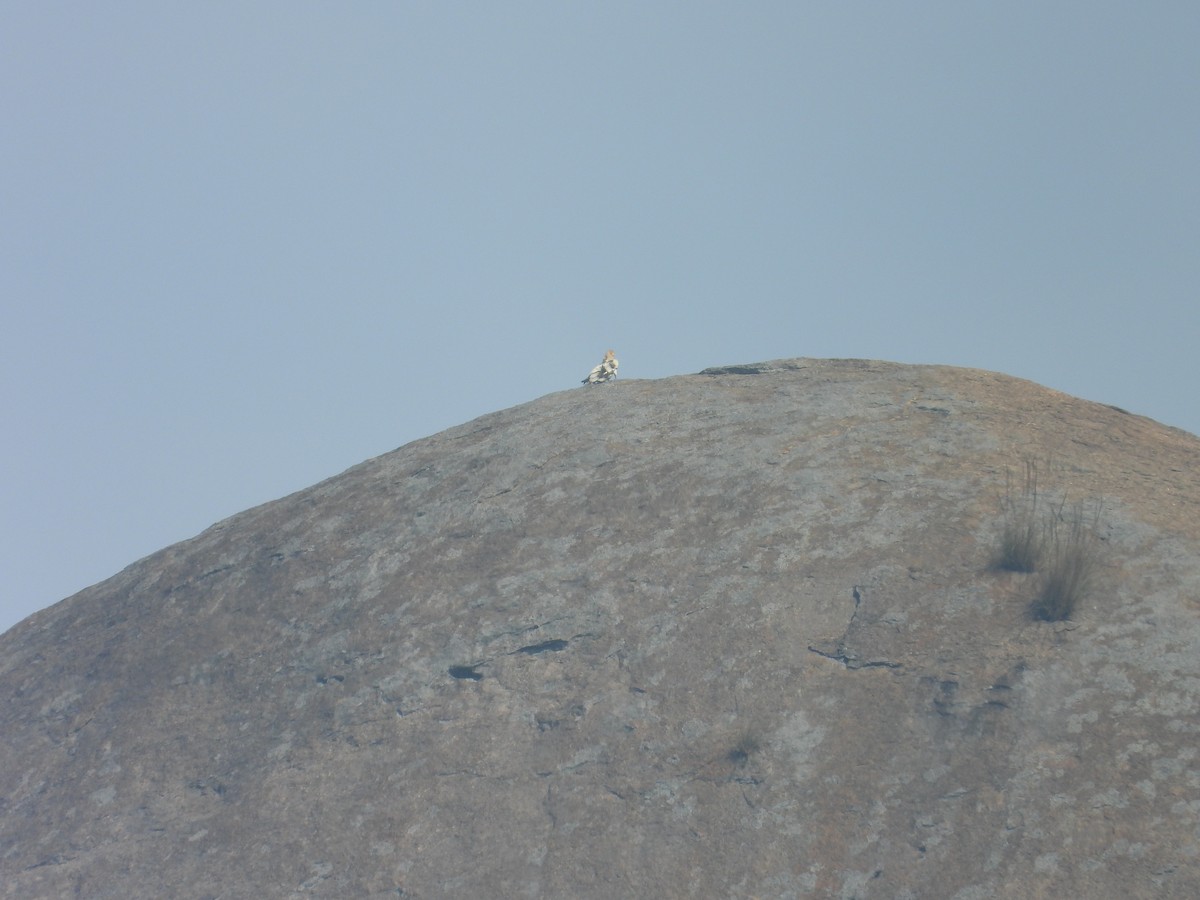 Sai zuria - ML646504833