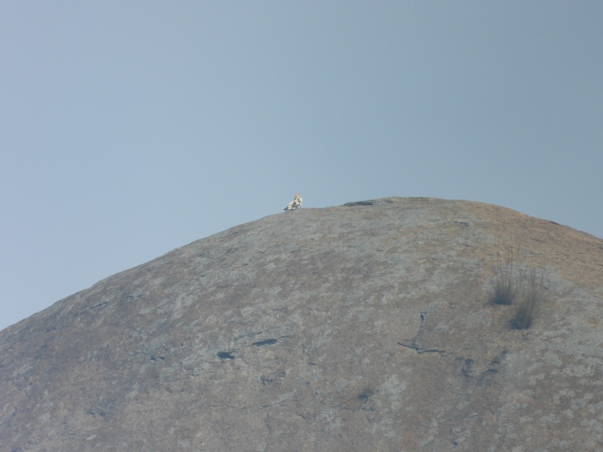 Sai zuria - ML646504834