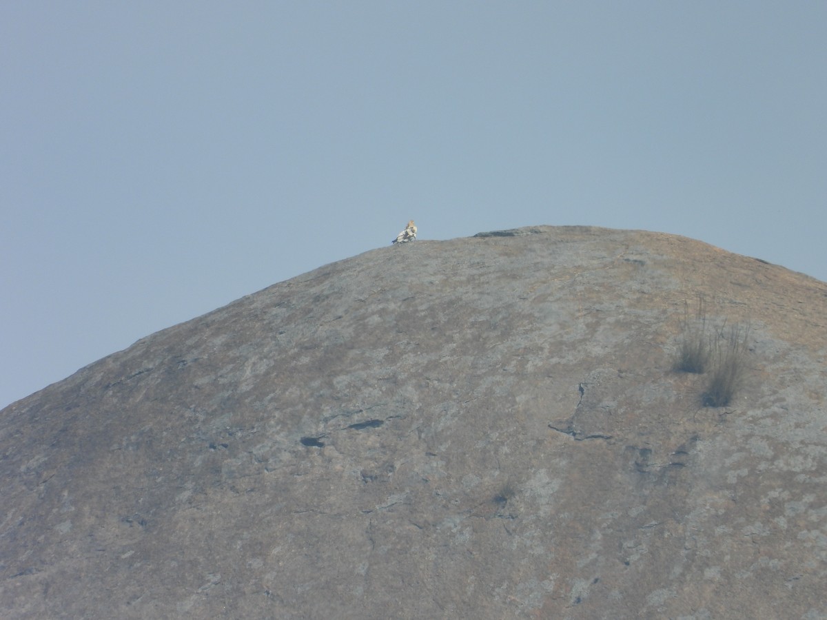 Sai zuria - ML646504835