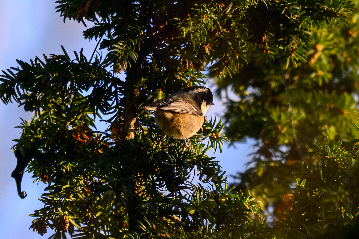 Carbonero Garrapinos - ML646504836