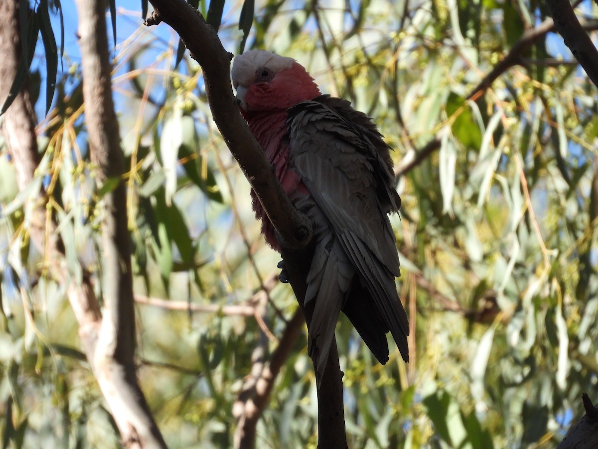 Galah - ML646504837