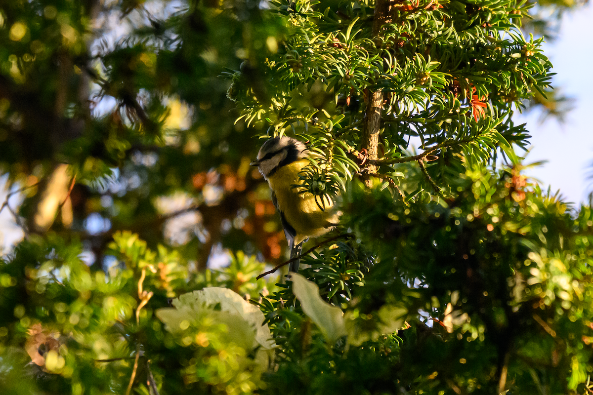 Herrerillo Común - ML646504838