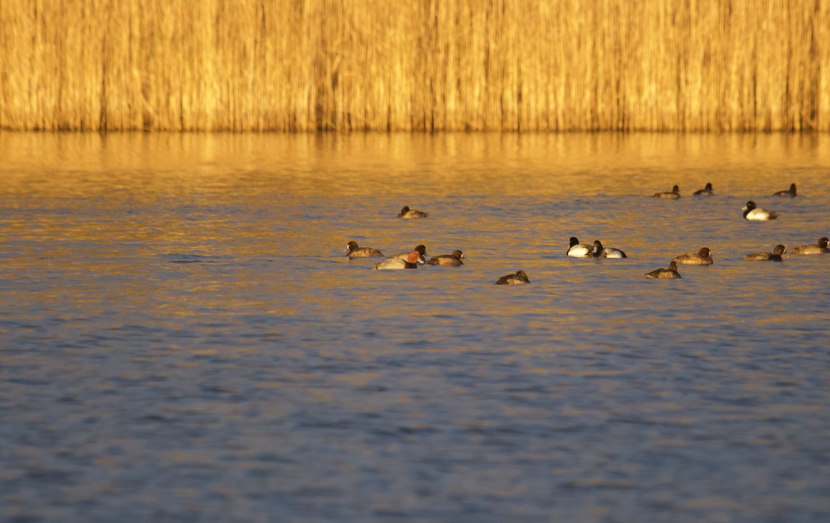 アメリカホシハジロ - ML646504840