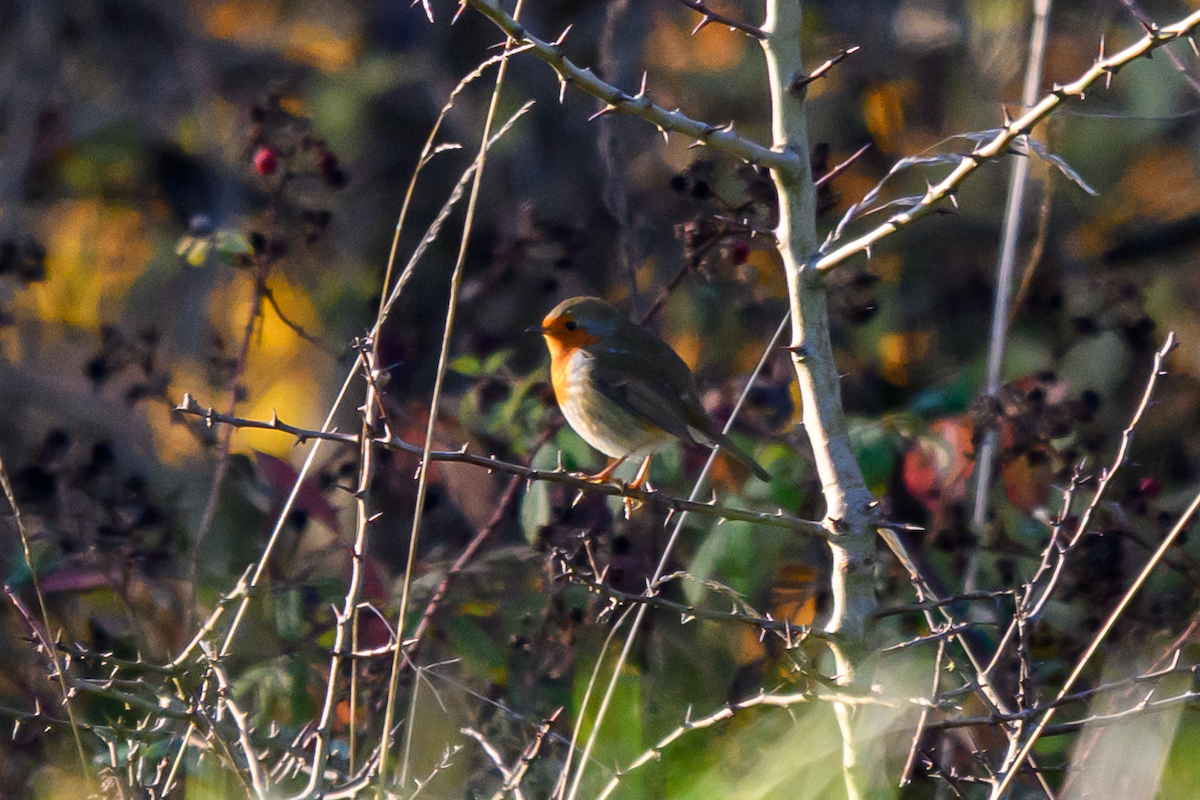 Petirrojo Europeo - ML646504842