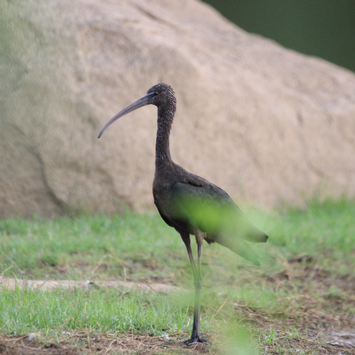 Mignattaio - ML646504844