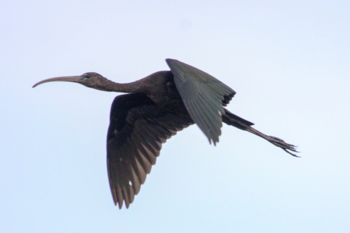 Mignattaio - ML646504845