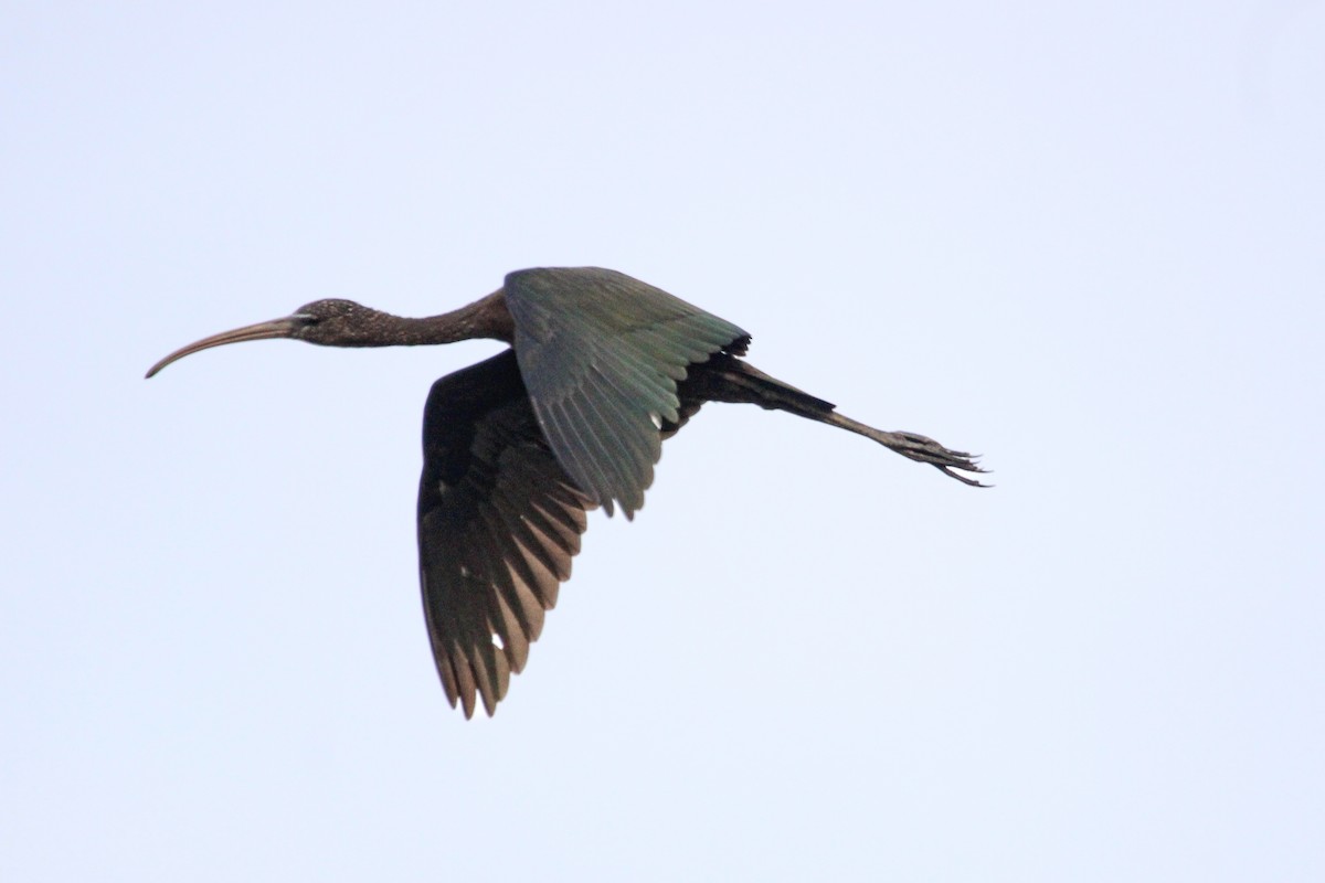 Mignattaio - ML646504846