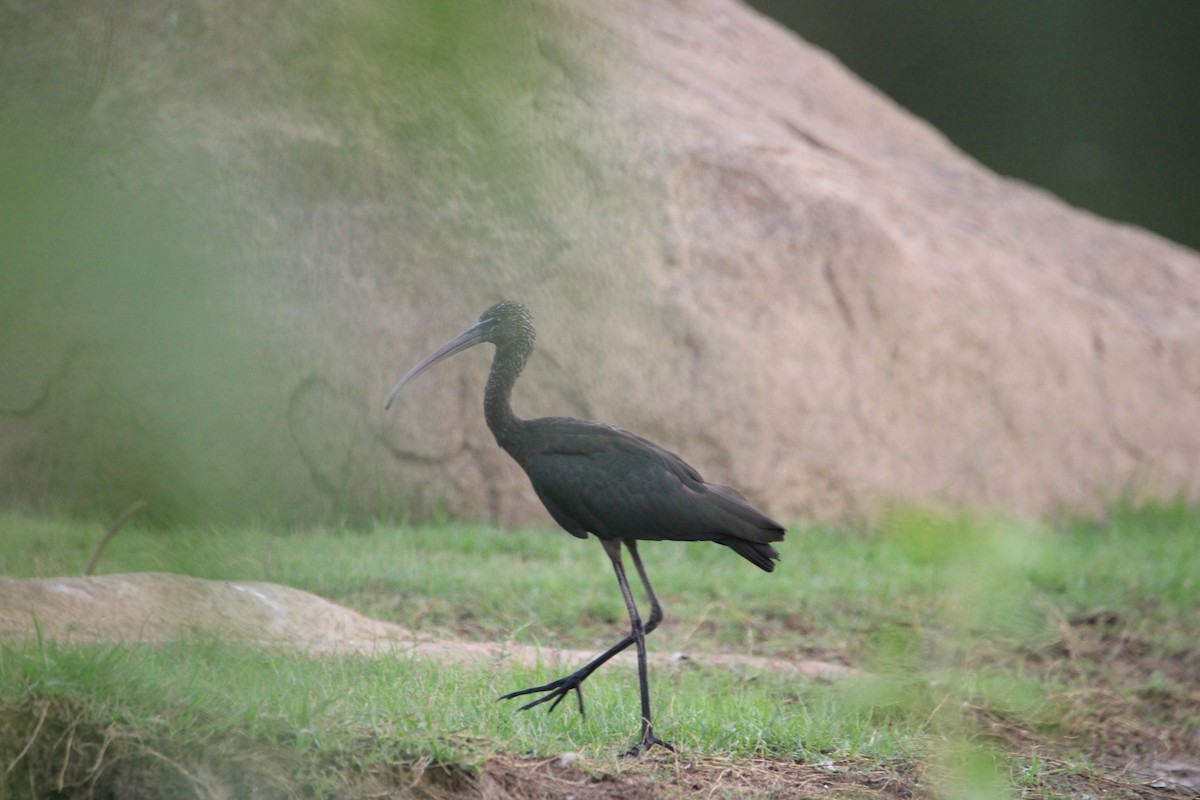 Mignattaio - ML646504847