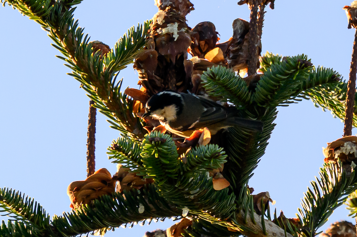 Carbonero Garrapinos - ML646504851