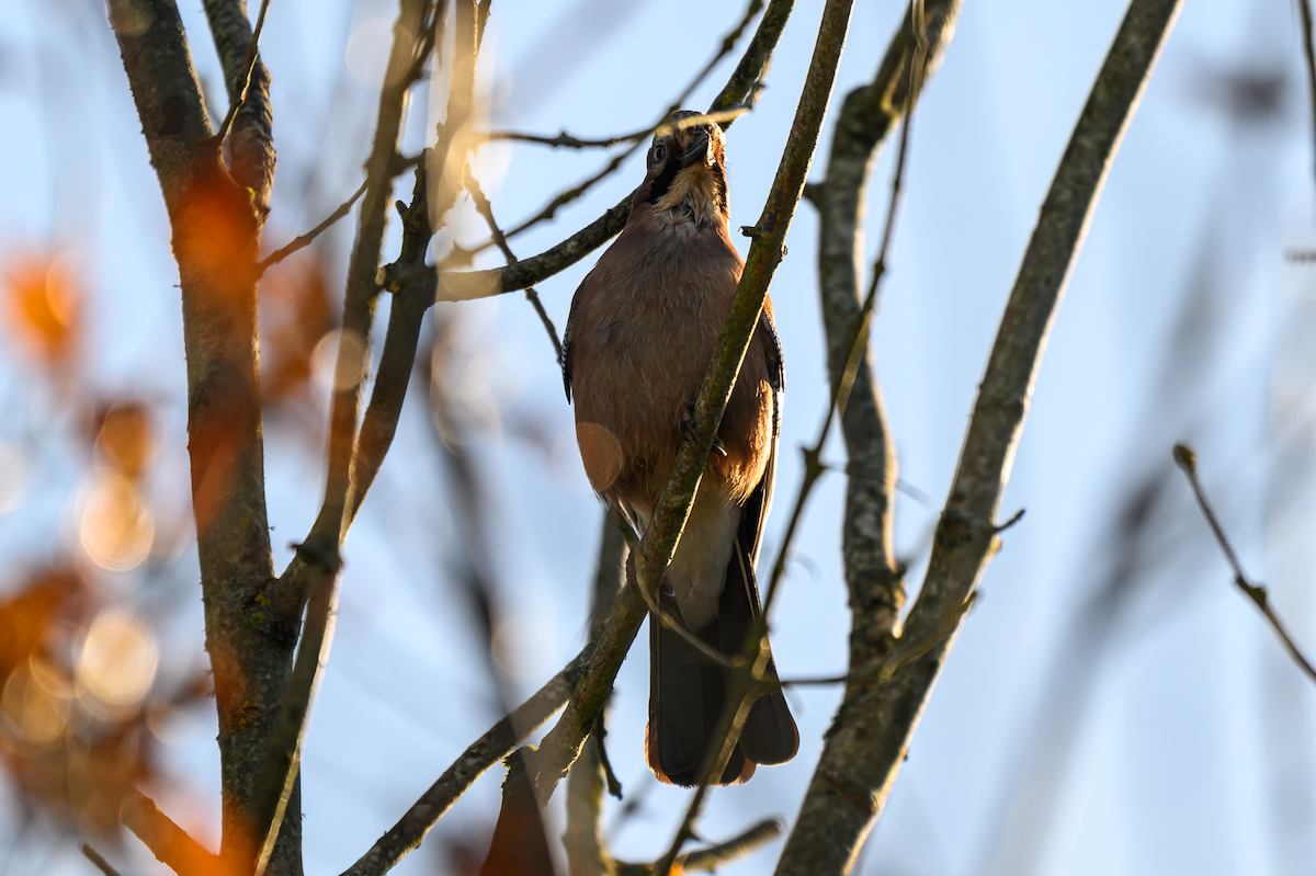 Arrendajo Euroasiático - ML646504852