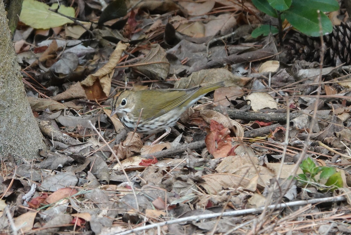 Ovenbird - ML646504857