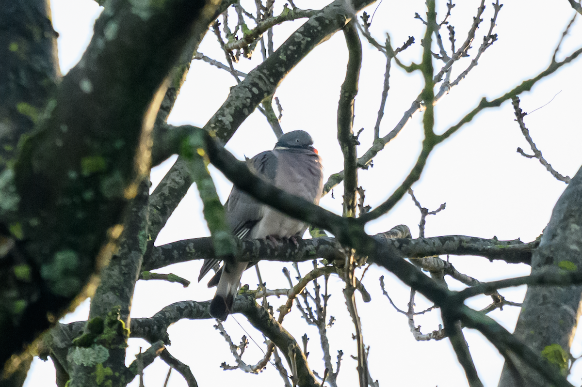 Paloma Torcaz - ML646504858