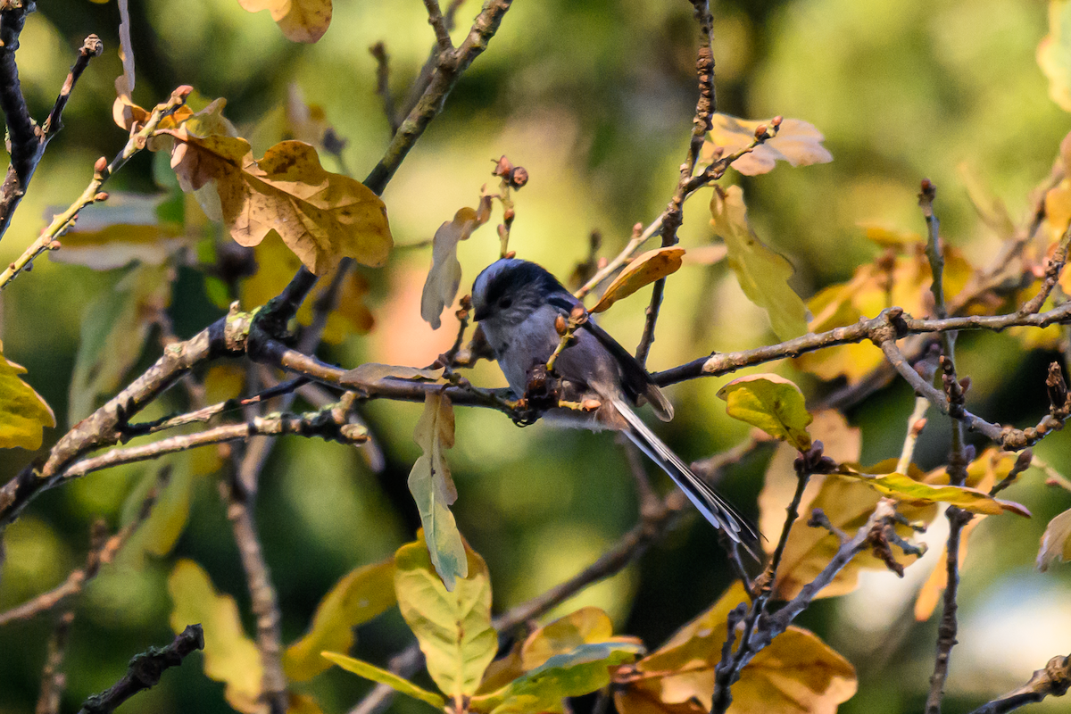 Mito Común - ML646504860