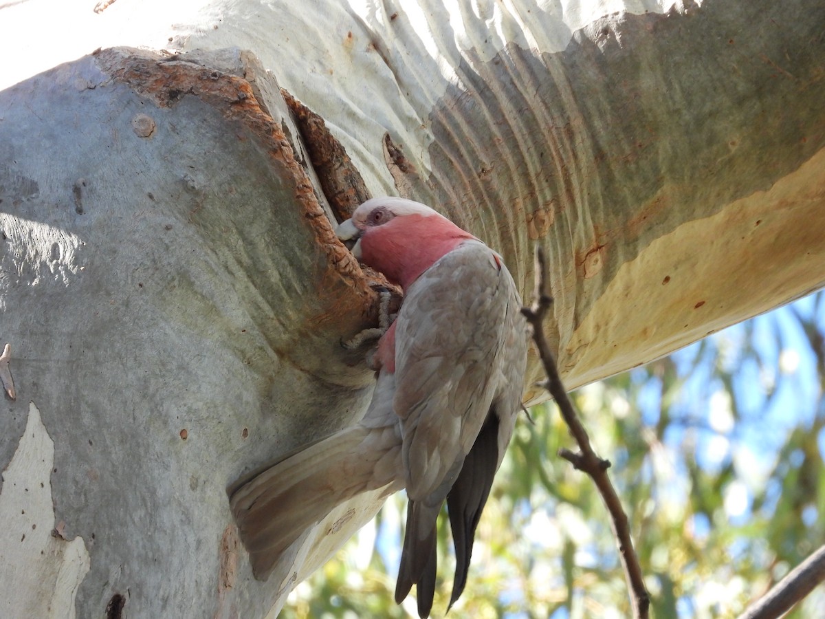 Galah - ML646504861