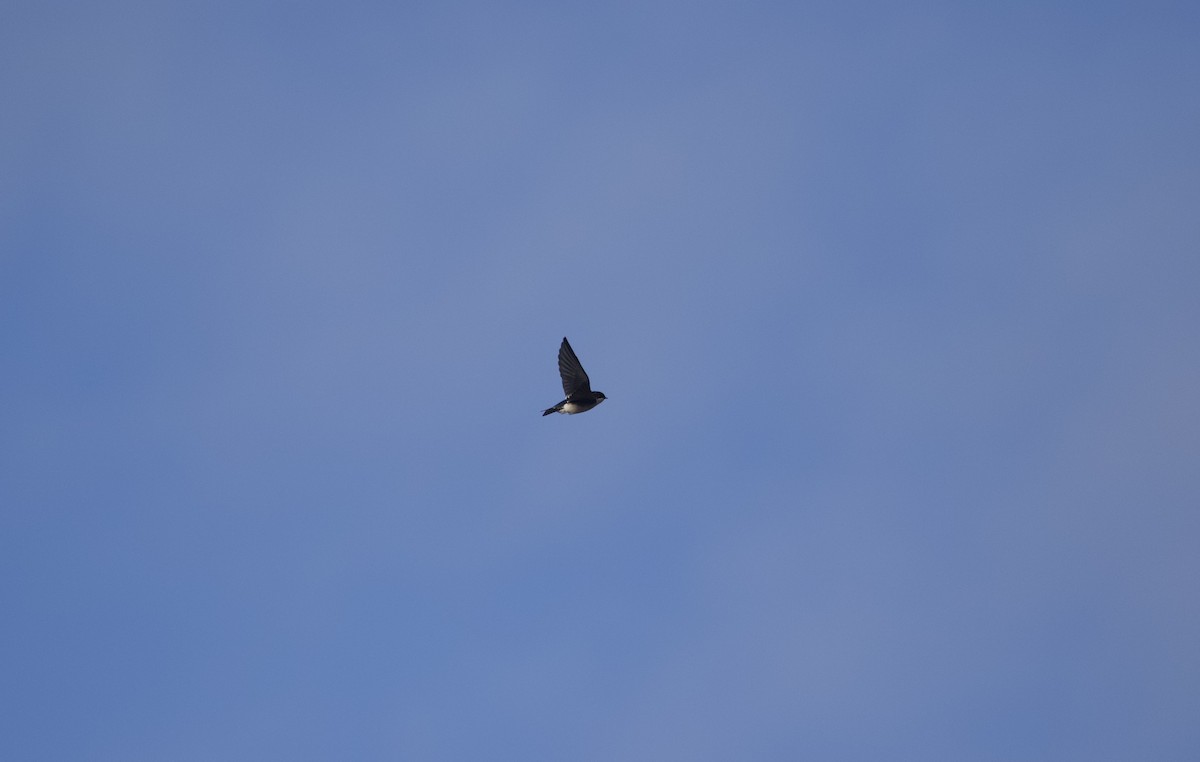 ミドリツバメ - ML646504864