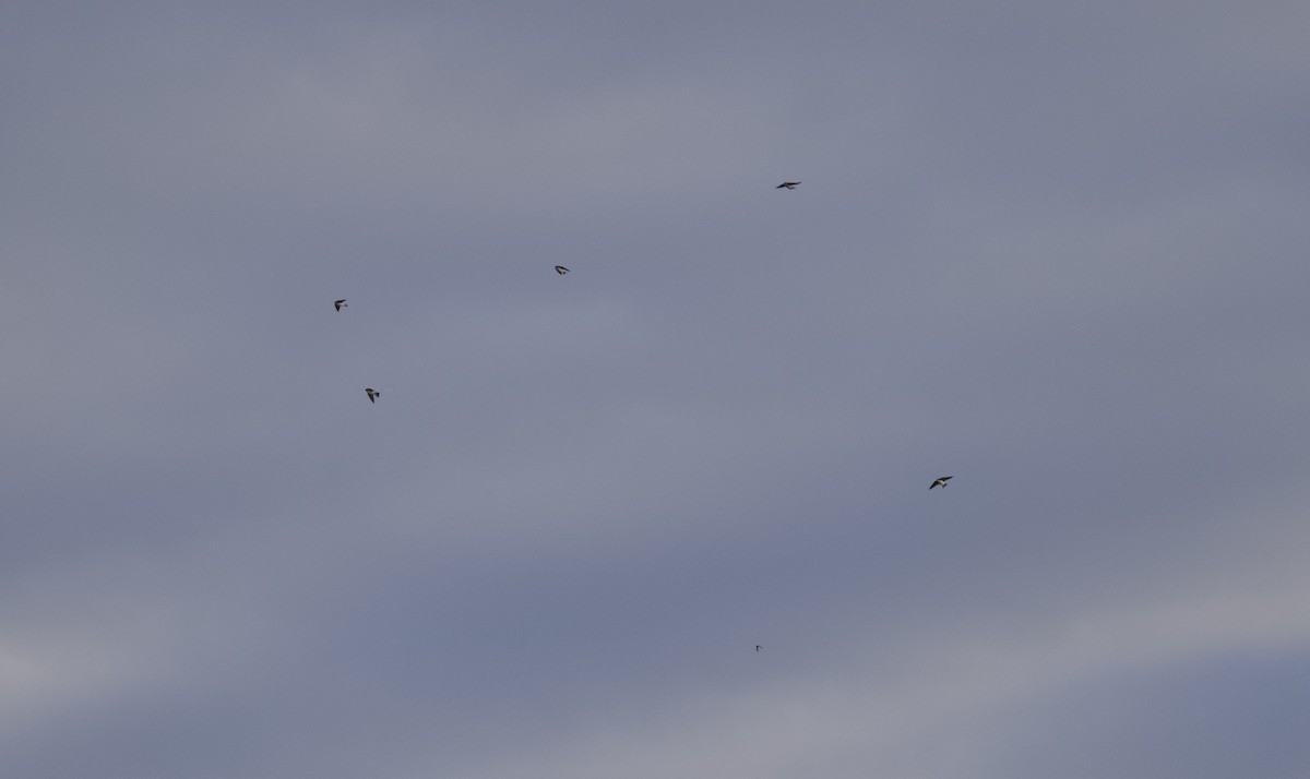 ミドリツバメ - ML646504865