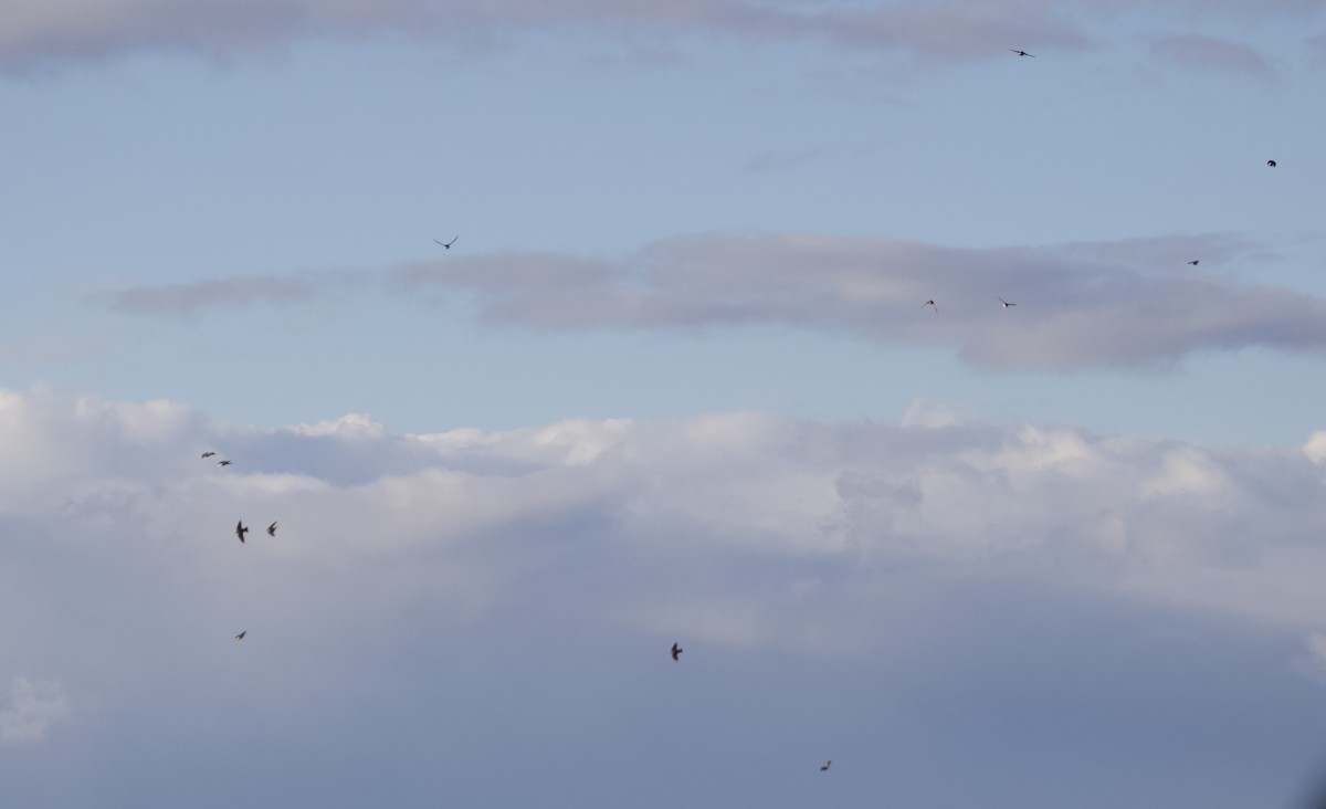 ミドリツバメ - ML646504867