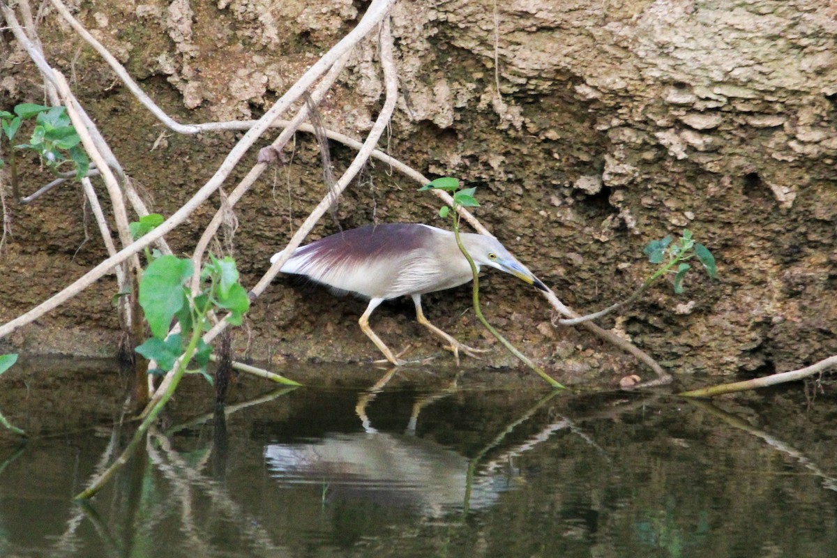 Indian Pond-Heron - ML646504869