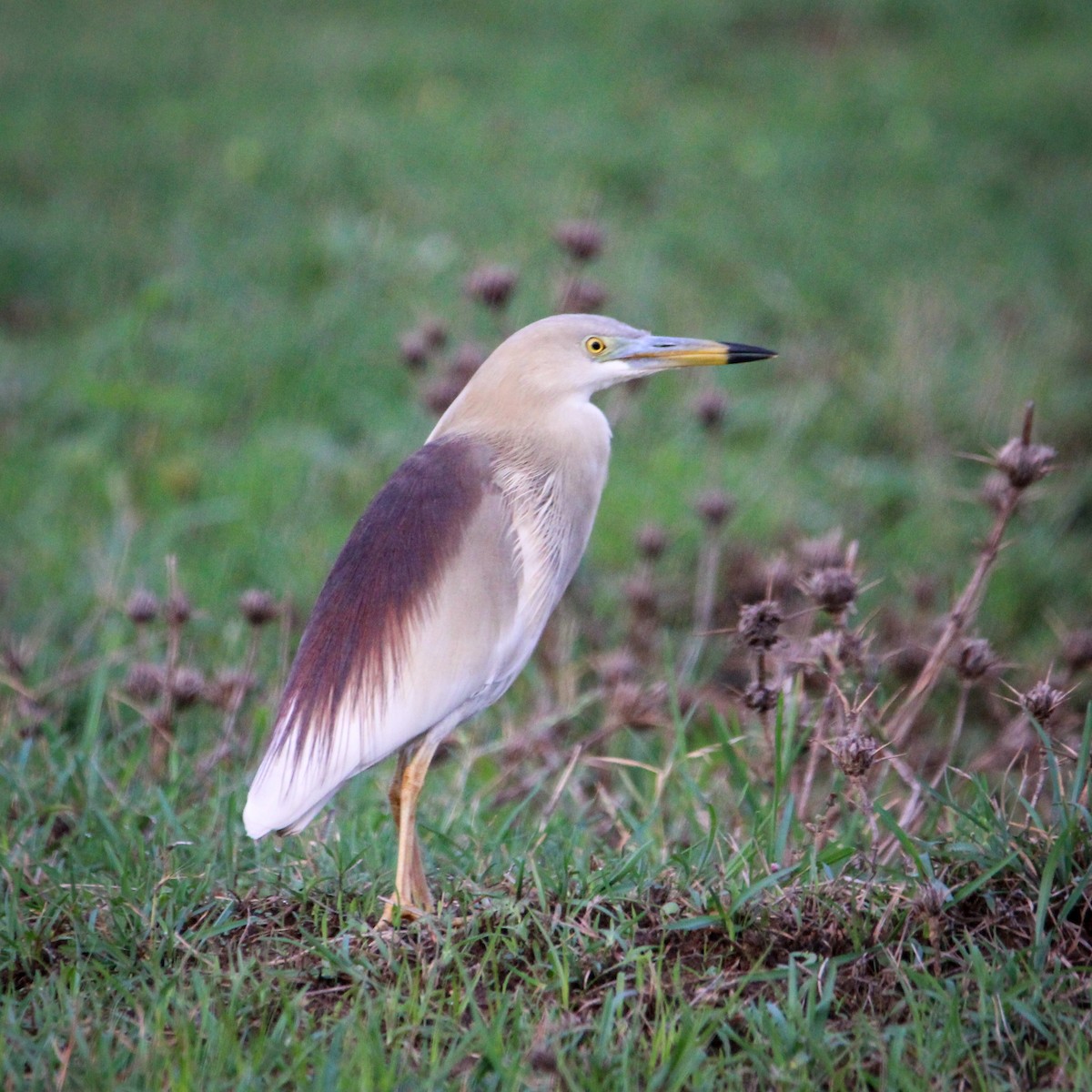 Indian Pond-Heron - ML646504870
