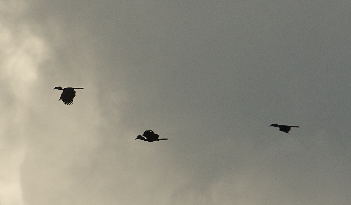 クロコブサイチョウ - ML646504875