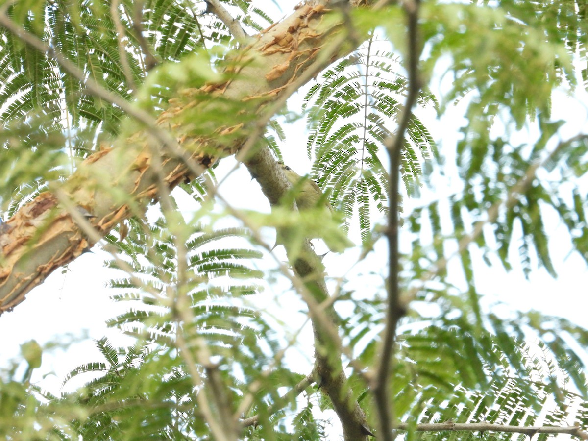 budníček zelený - ML646504876