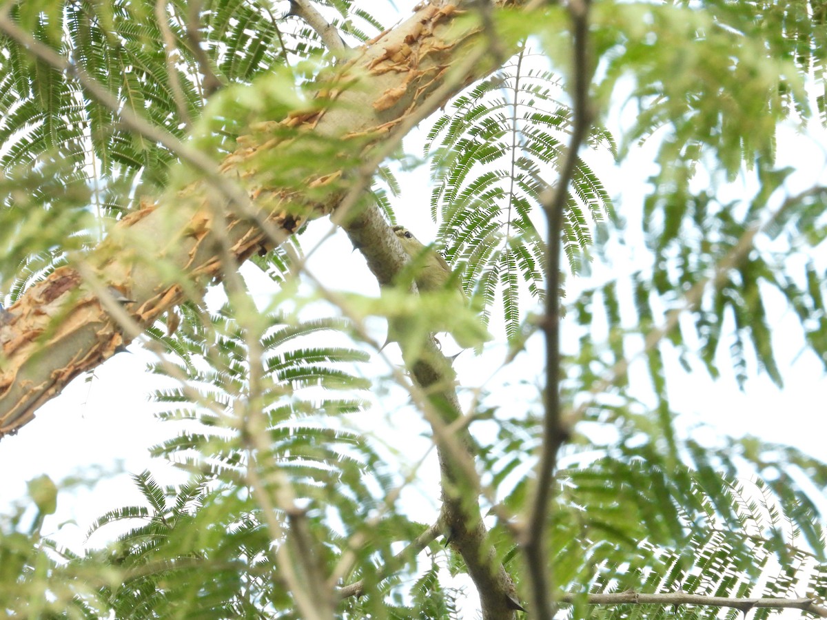 budníček zelený - ML646504877