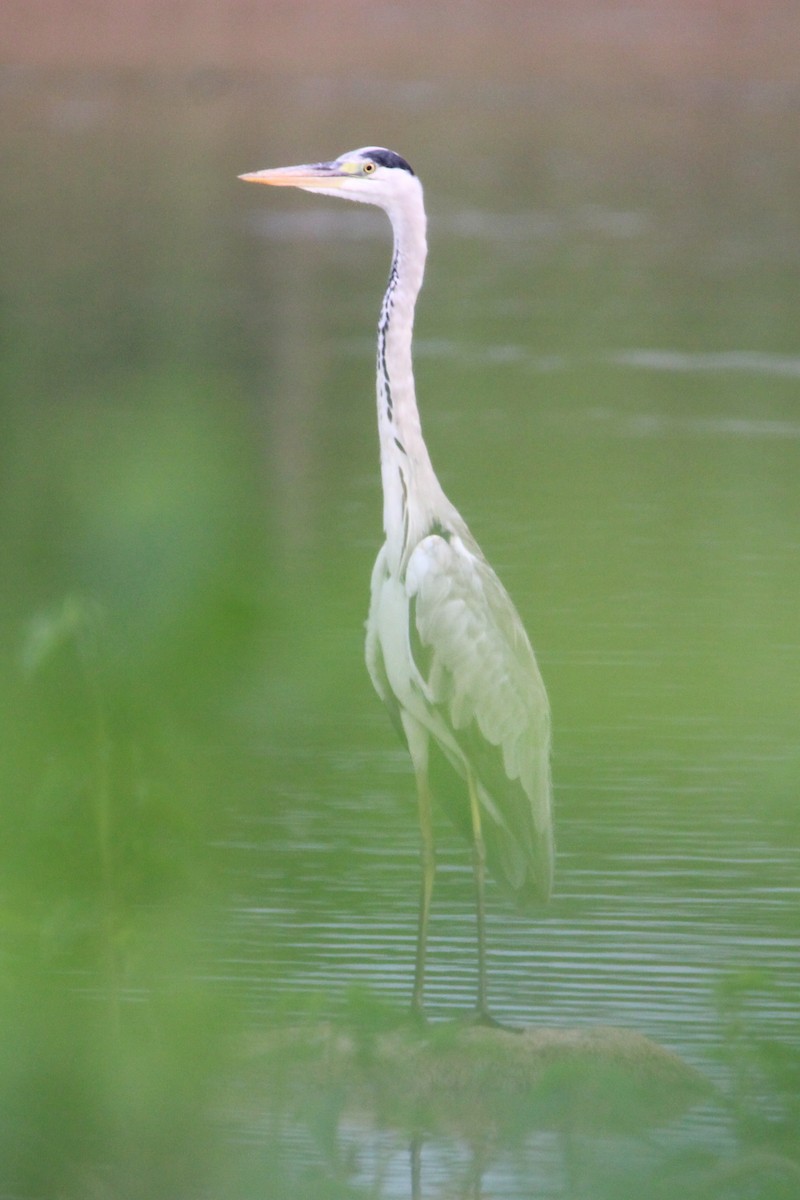 Airone cenerino - ML646504880