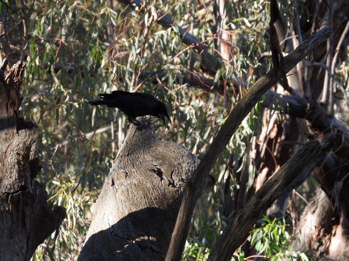 Australian Raven - ML646504884