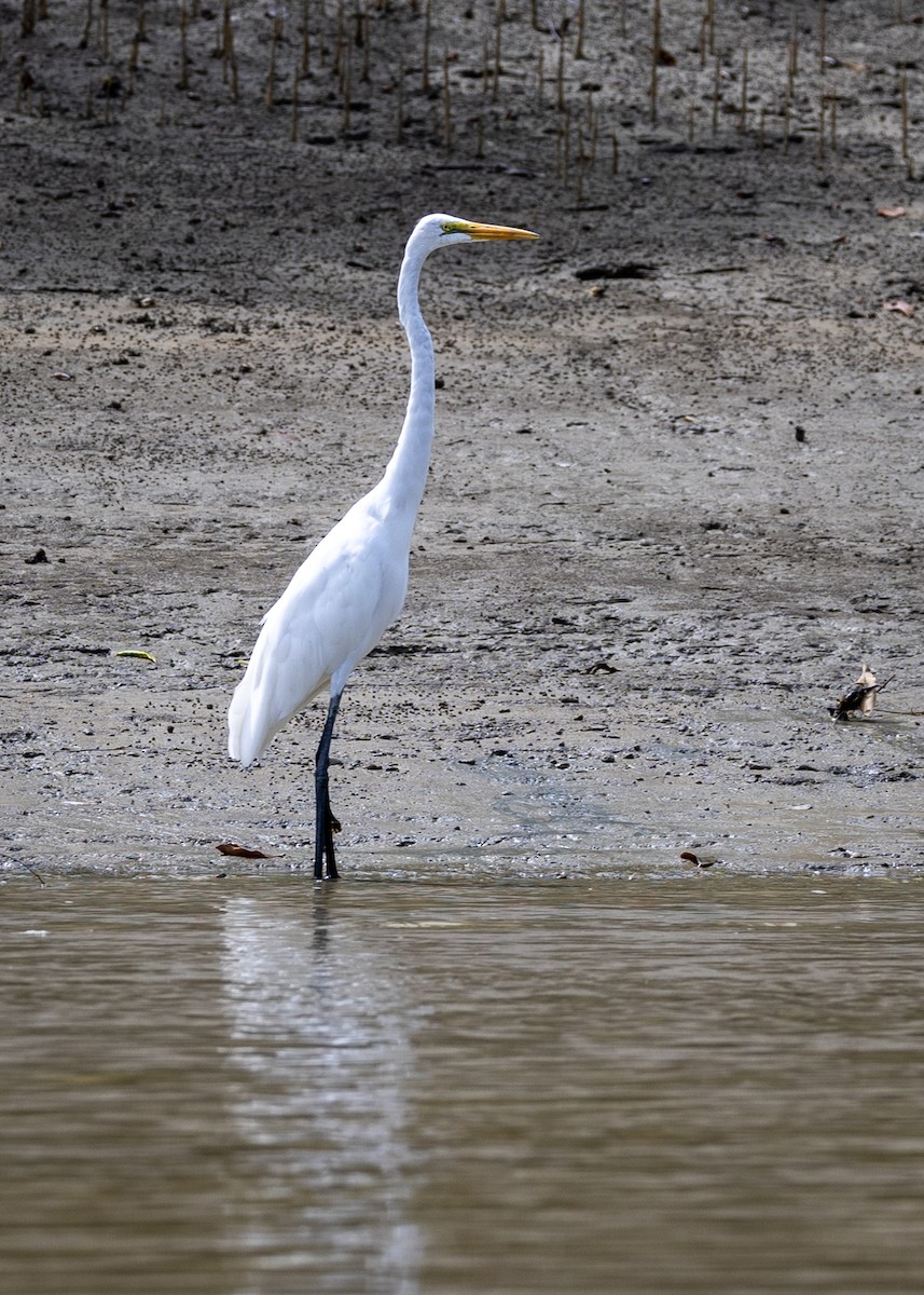 Great Egret - ML646504885