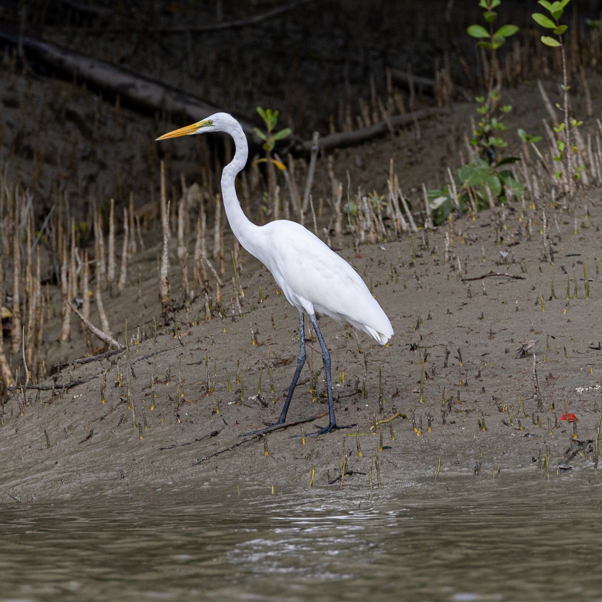 Great Egret - ML646504886