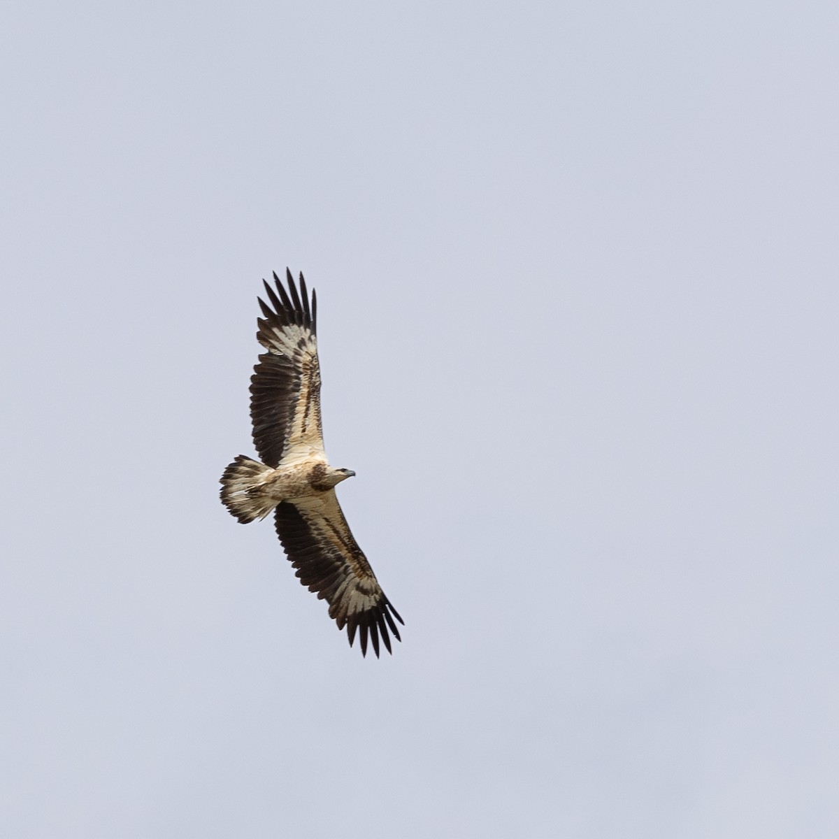White-bellied Sea-Eagle - ML646504887